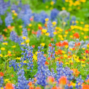 Meet your Posher, Mason